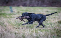 Labrador Retriever dogs for sale: Black Labrador Puppies  - Image 10