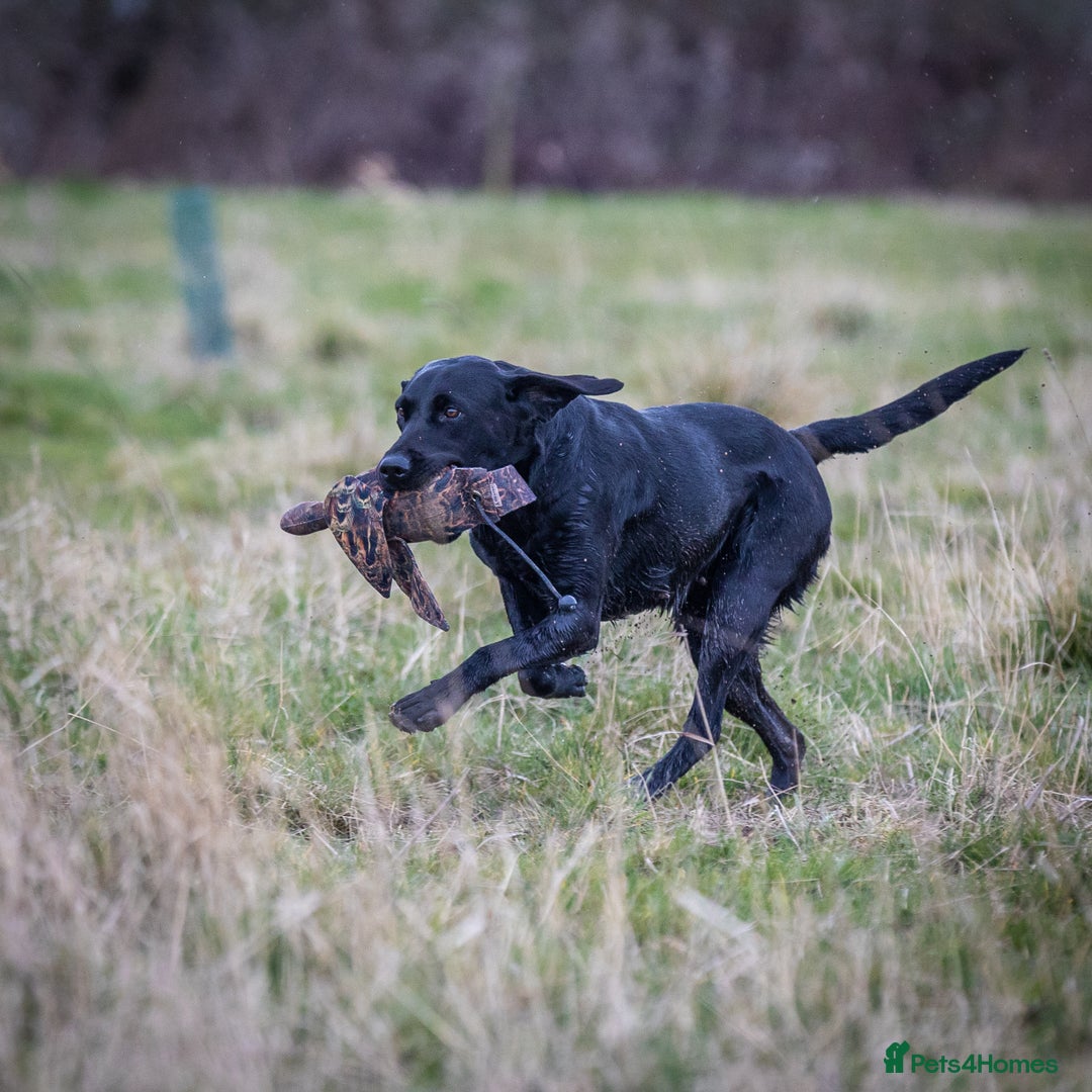 Labrador Retriever dogs for sale: Black Labrador Puppies  - Image 10