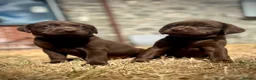 Labrador Retriever dogs for sale: RKC Registered Chocolate Labrador Puppies - Advert 3