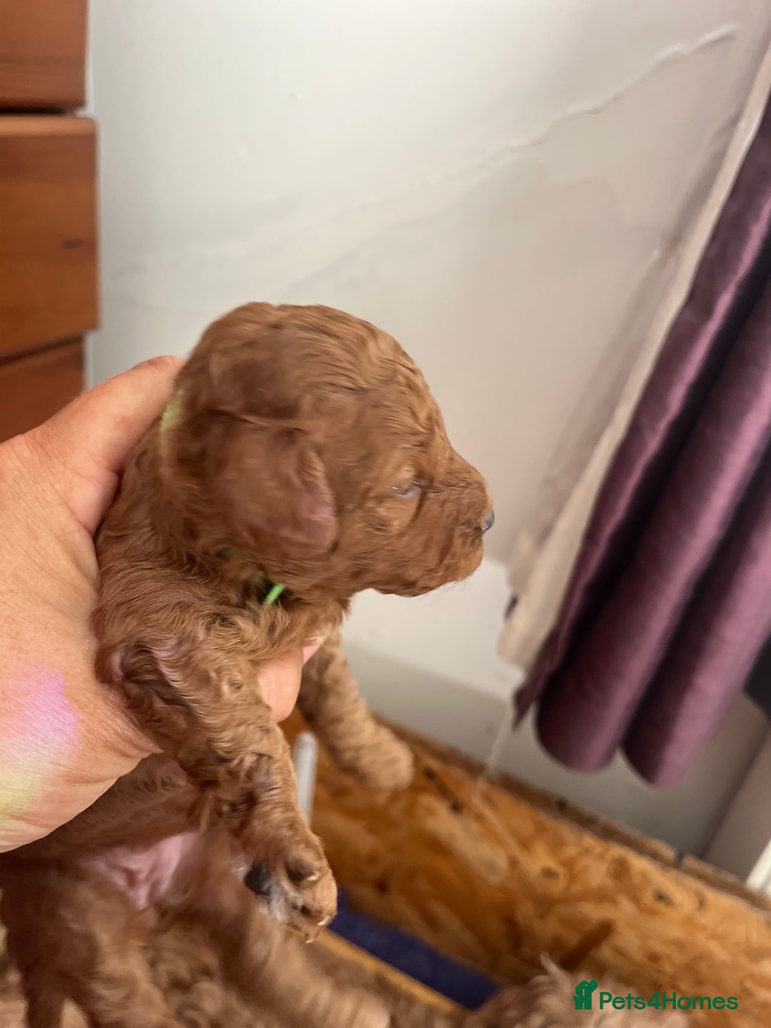 Cockapoo dogs for sale: Gorgeous F1b fox red cockapoo puppies  - Image 18