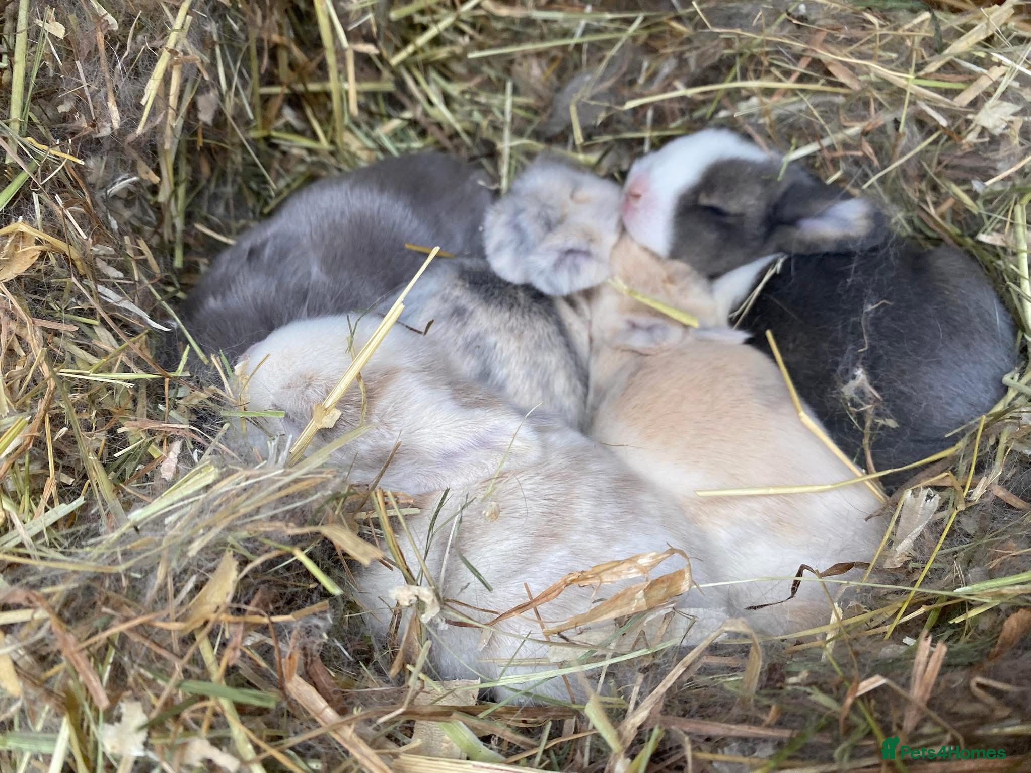 Mini Lop rabbits Mini lops ( Est since 2014 )  - Advert 13