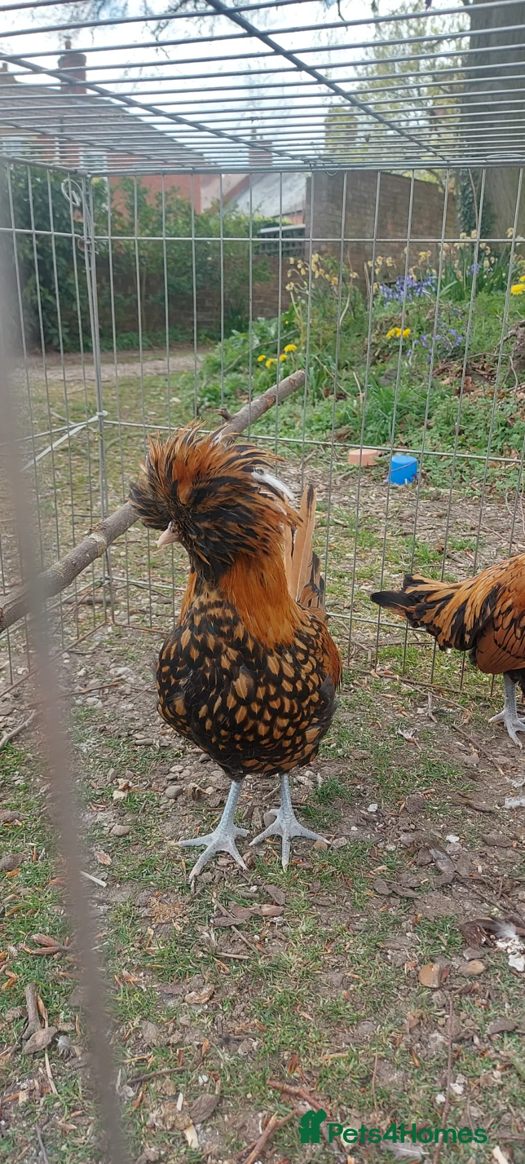 Chickens poultry for sale: 3 x polish roosters for new home  - Advert 2