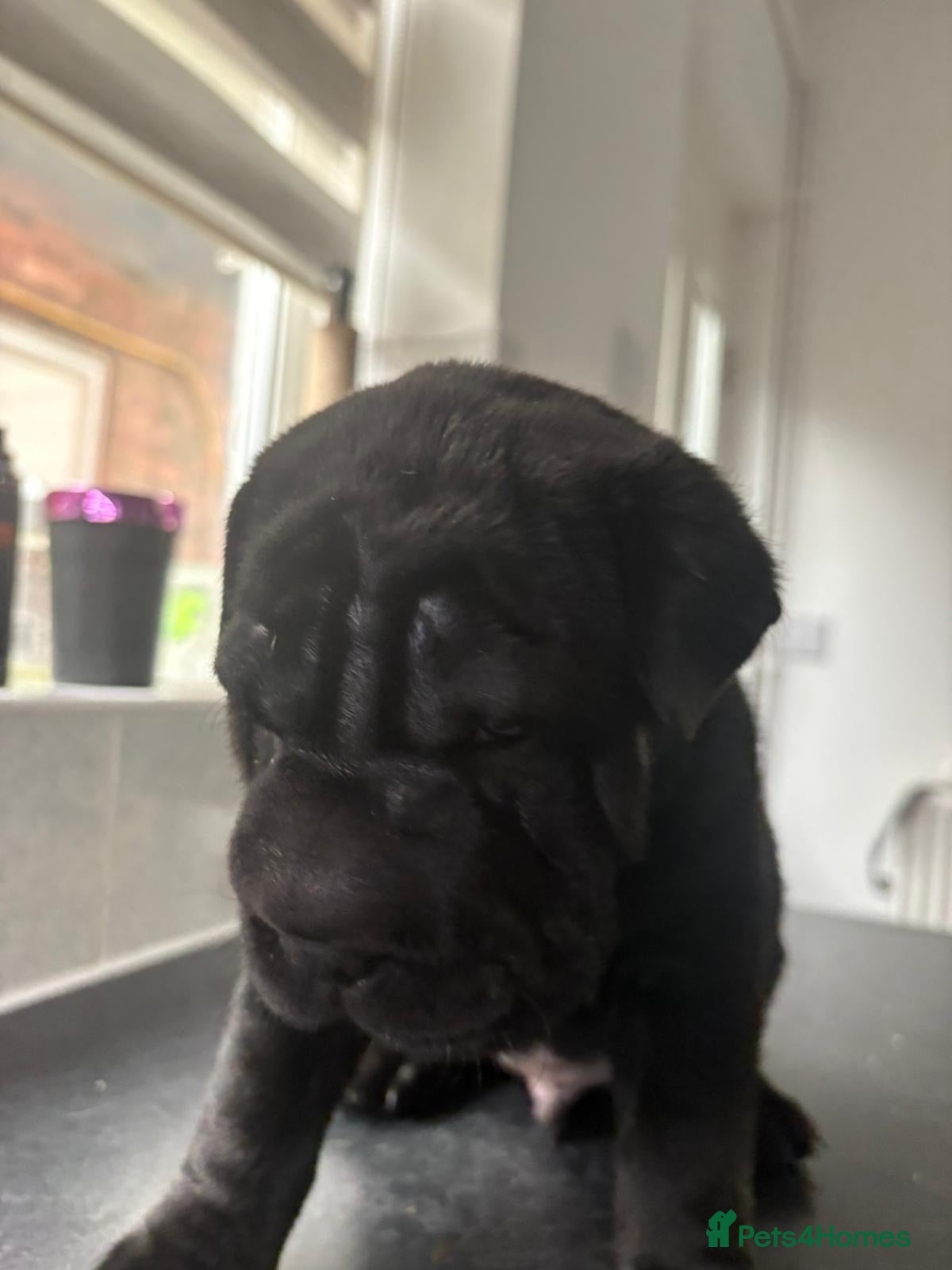 Mixed Breed dogs Litter of gorgeous Shar Pei cross puppies - Advert 2