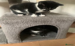 British Shorthair cats for sale: Black and white kittens ready for a new home - Image 11