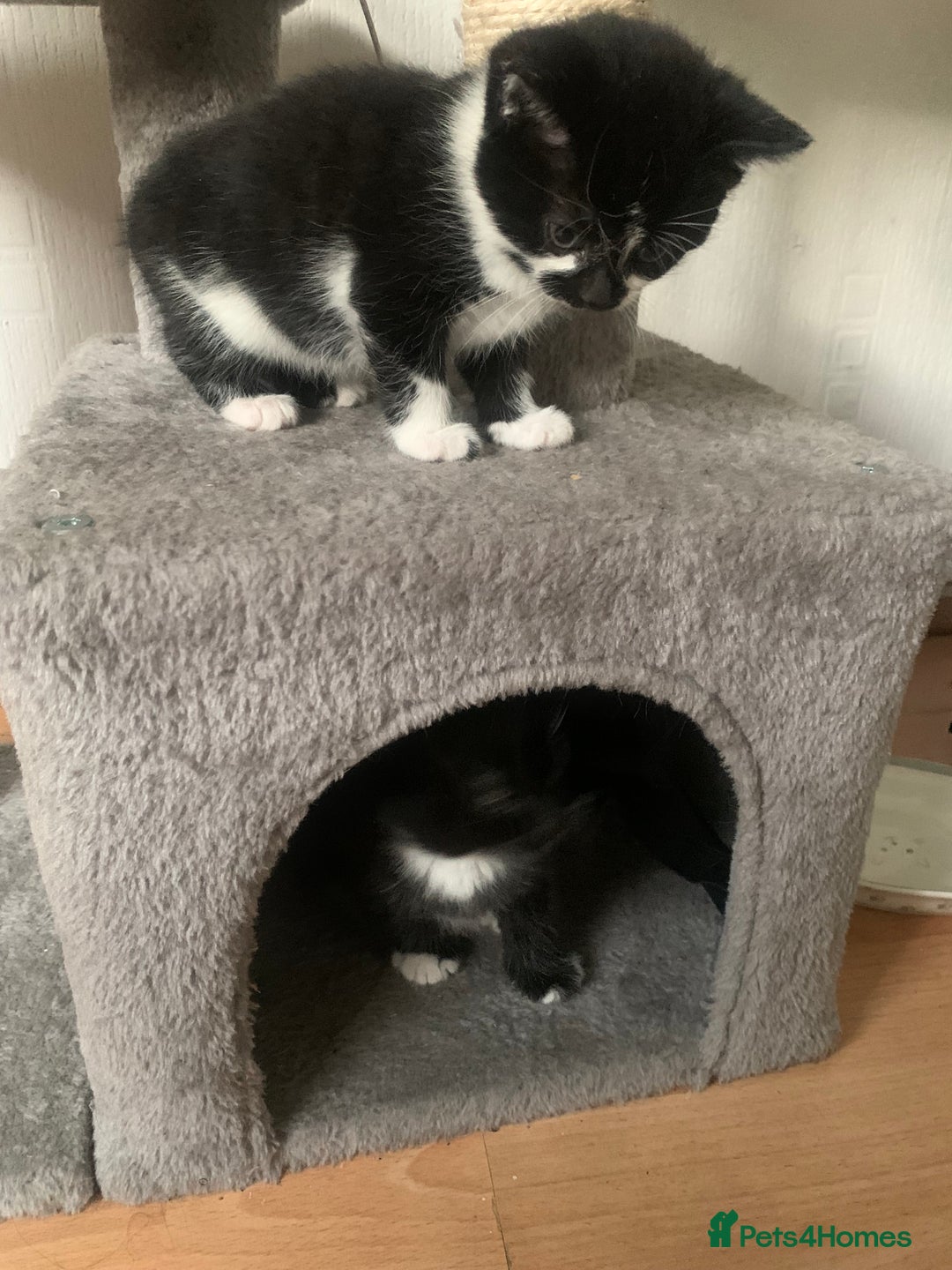 British Shorthair cats for sale: Black and white kittens ready for a new home - Image 11