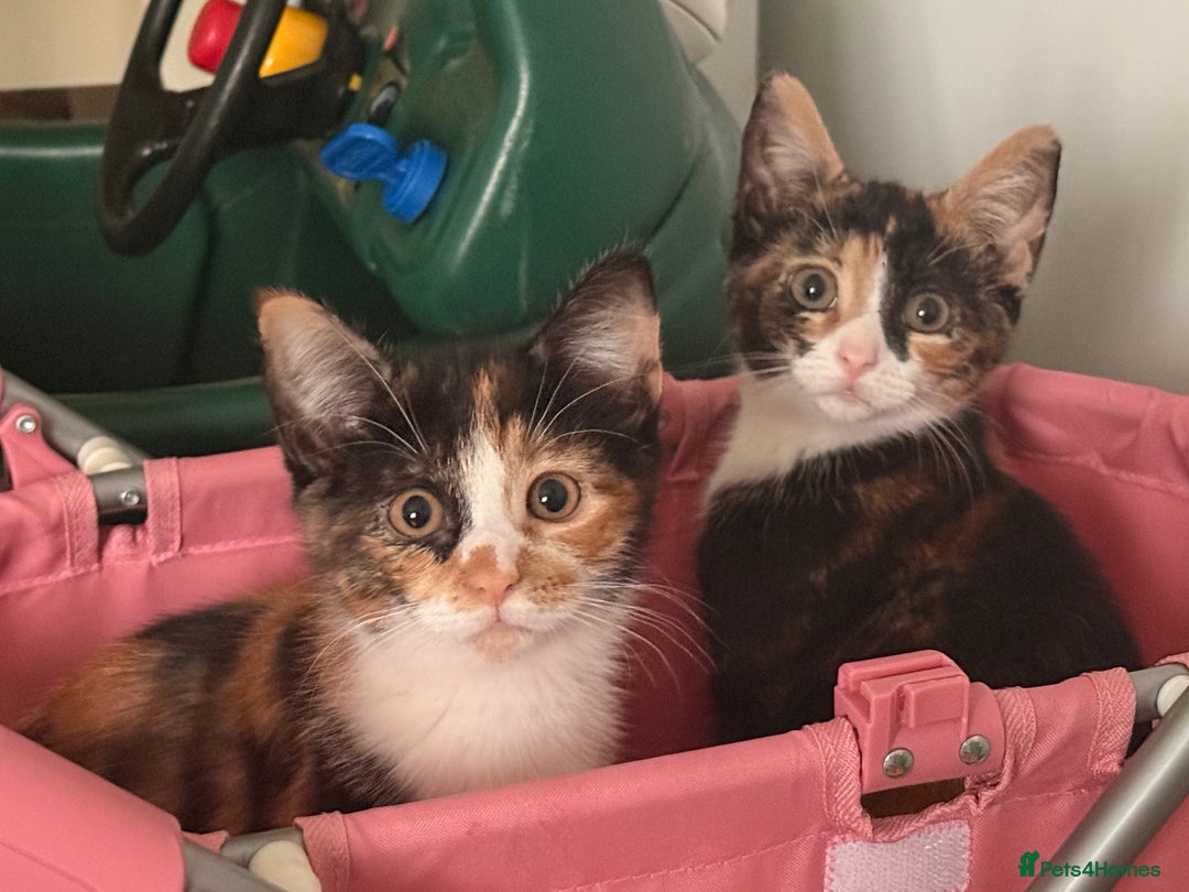 Mixed Breed cats for sale: Calico kittens both female  - Advert 1