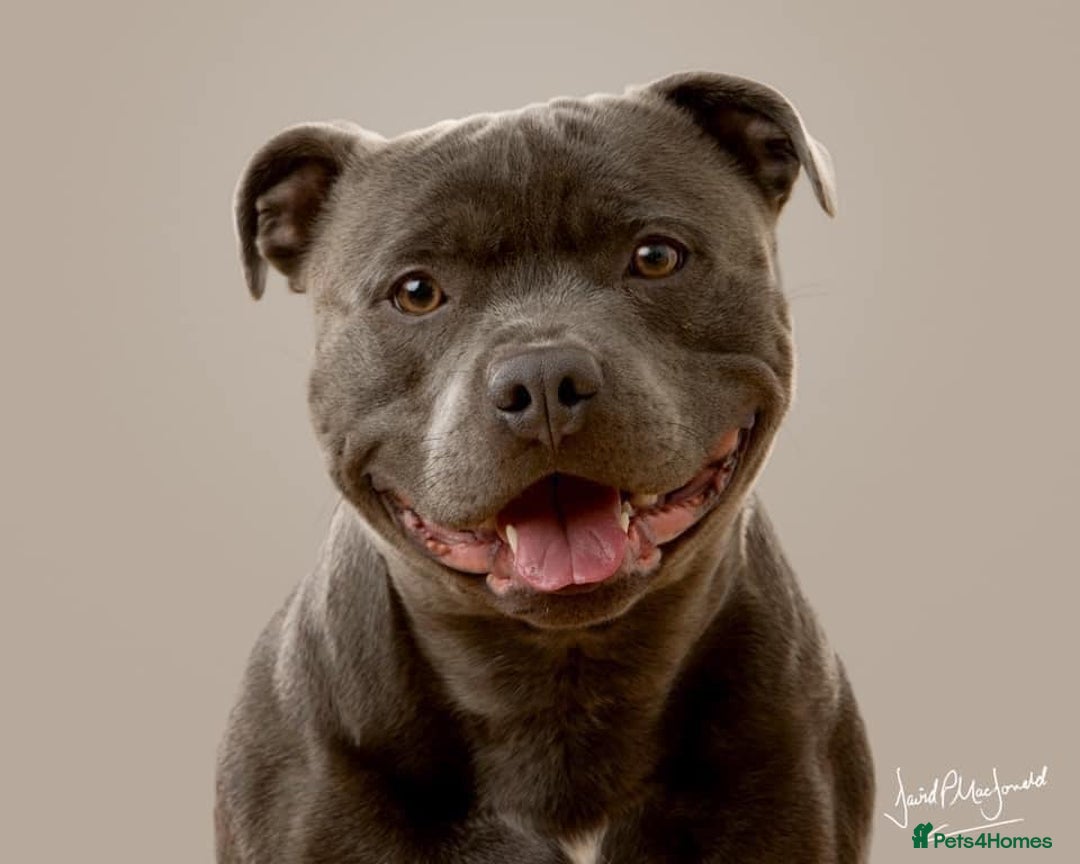 Staffordshire Bull Terrier dogs for stud: Blue staffy for stud in Bedford - Image 3