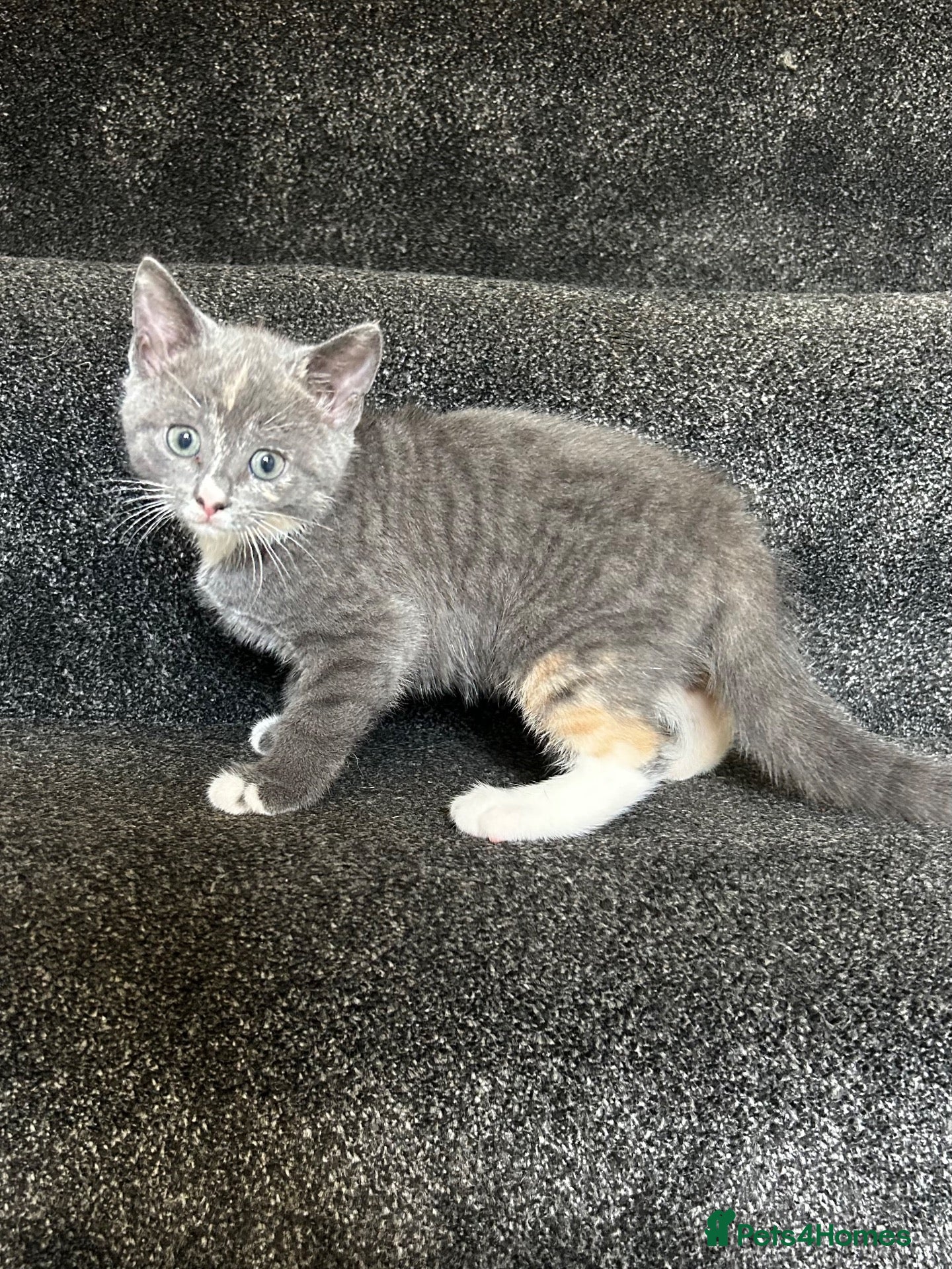 Mixed Breed cats Grey girl ready now  - Advert 1