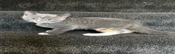 Mixed Breed cats for sale: Grey girl ready now  - Advert 1