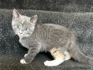 Mixed Breed cats Grey girl ready now - Advert 2