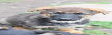German Shepherd Puppy 3