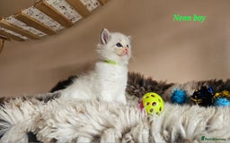 Ragdoll cats for sale: 2 Boys left Gccf £950 Ragdolls  - Image 26