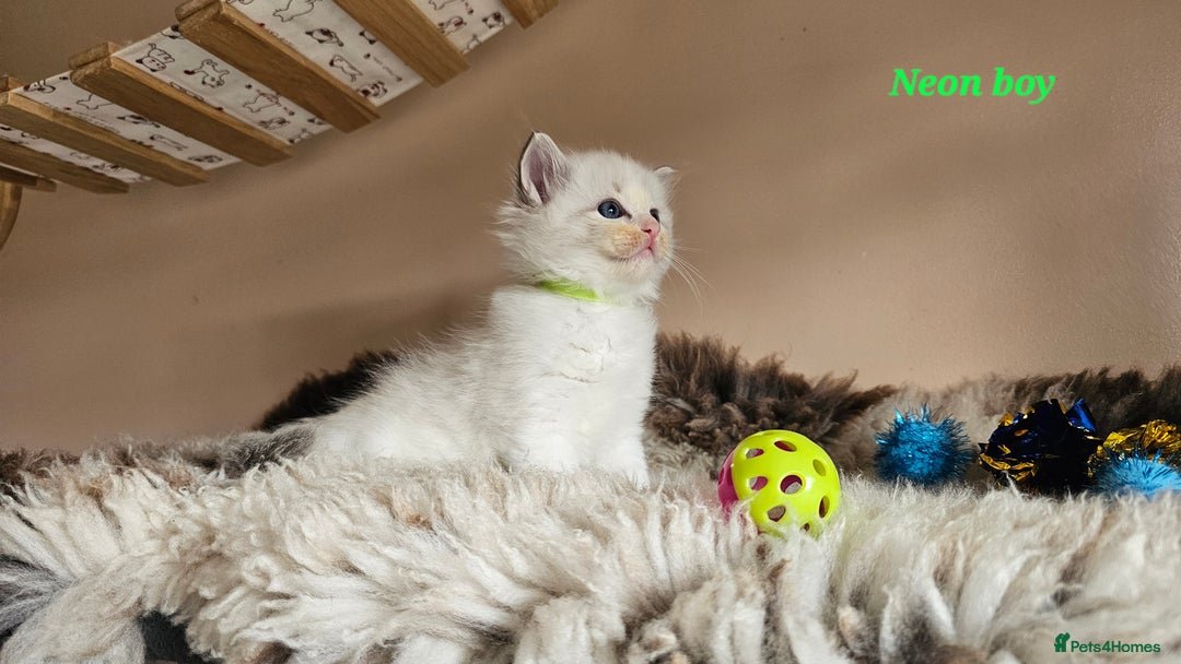 Ragdoll cats for sale: 2 Boys left Gccf £950 Ragdolls  - Image 26