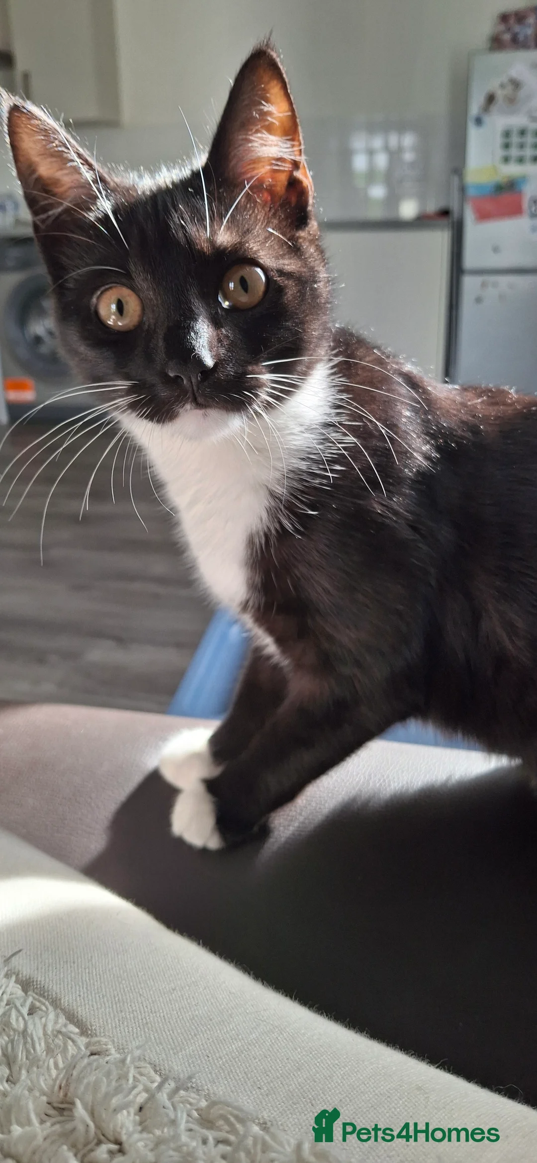 British Shorthair cats for sale: Shelly - Advert 2