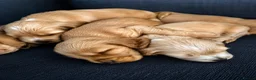 Cocker Spaniel dogs for sale: KC Show Cocker Spaniel Puppies HealthTestedParents - Advert 6