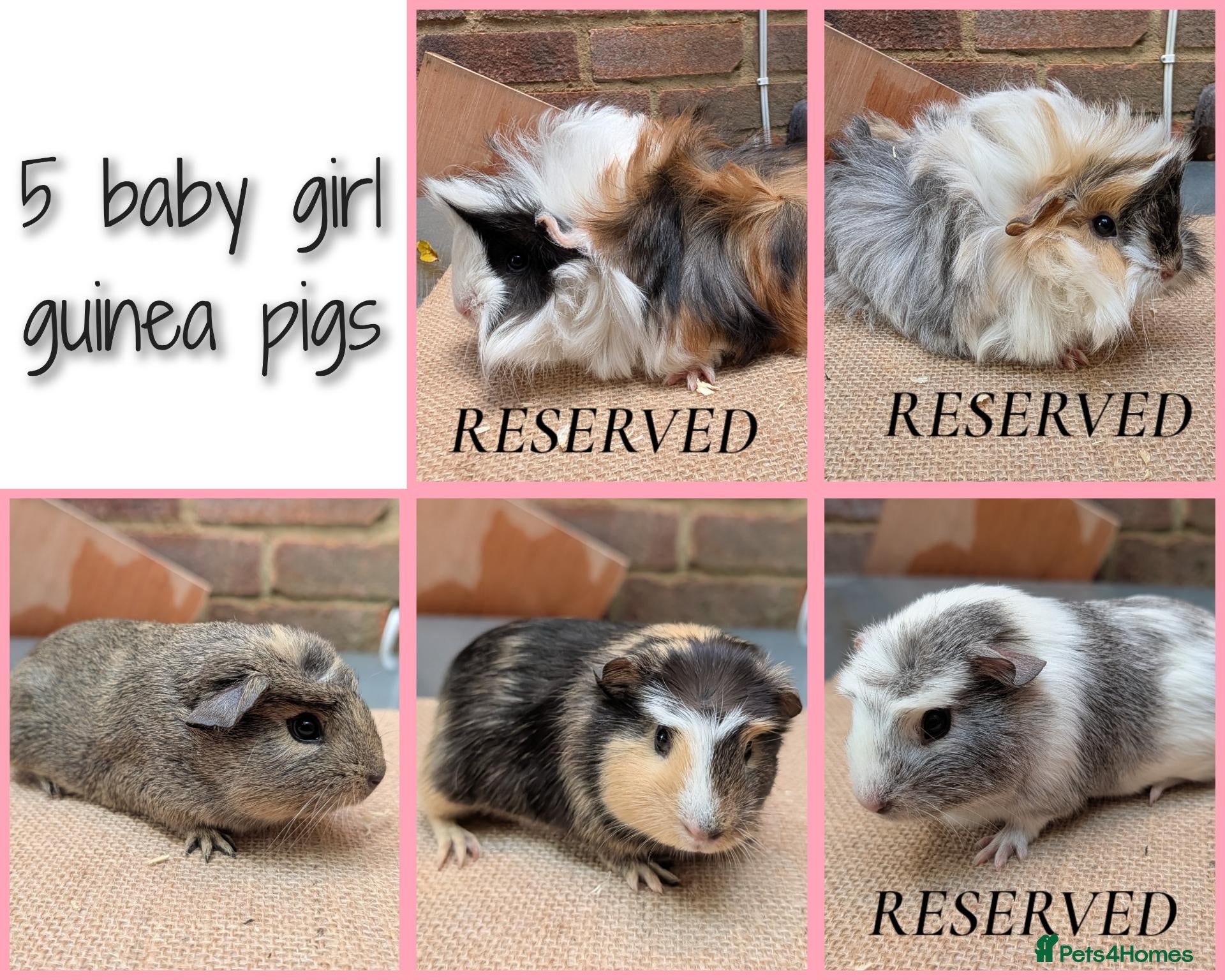 Guinea Pig rodents for sale: 5 Baby Girl Guinea Pigs - Advert 1