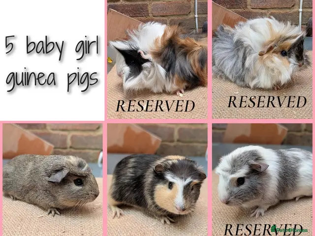 Guinea Pig rodents for sale: 5 Baby Girl Guinea Pigs - Advert 1