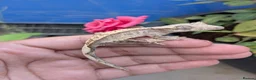 Gecko reptiles for sale: 🦎Baby Crested Gecko & Complete Setup in London - Advert 2