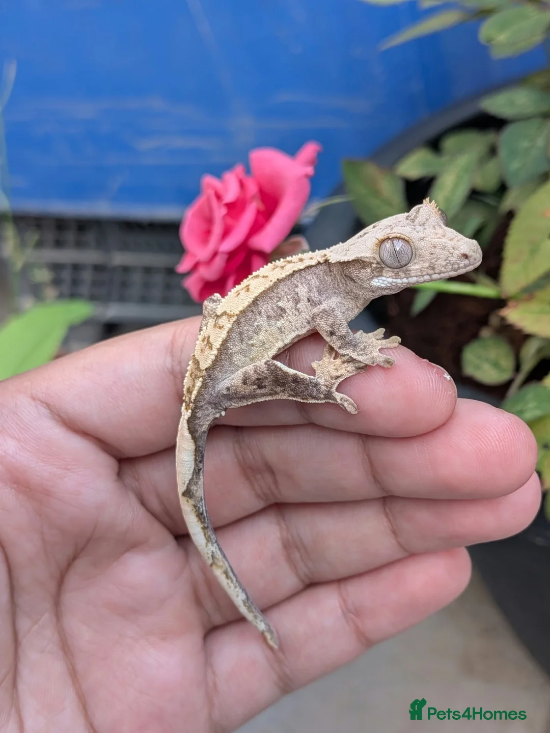 Gecko reptiles for sale: 🦎Baby Crested Gecko & Complete Setup in London - Advert 2