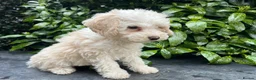 Bordoodle dogs for sale: F1b Bordoodle, extensive genetic test clear  - Advert 4