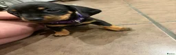 Dachshund dogs for sale: Dachshund puppies ready to go - Advert 22