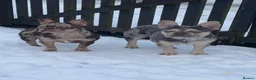 French Bulldog dogs for sale: Pair of merle French Bulldogs - Advert 6