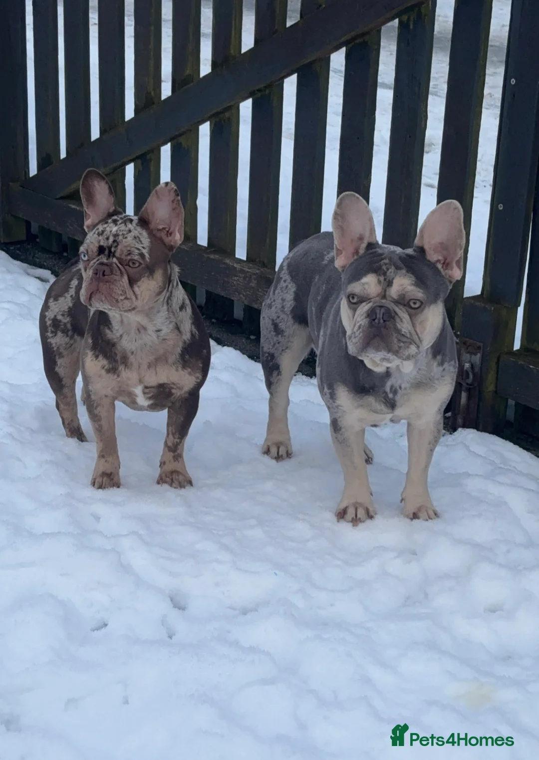 French Bulldog dogs for sale: Pair of merle French Bulldogs - Advert 6