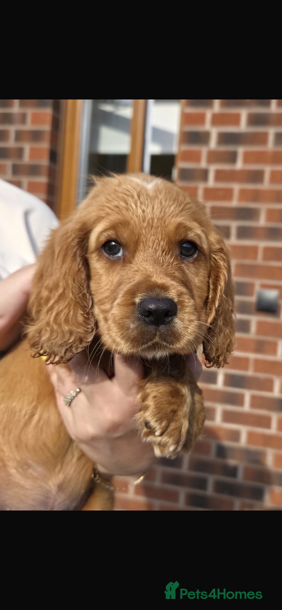Cocker Spaniel dogs Golden Cocker Spaniel Pups  - Advert 2