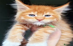 Maine Coon cats for sale: STUNNING LITTER OF ANDERPRIDE MAINE COONS  - Image 11