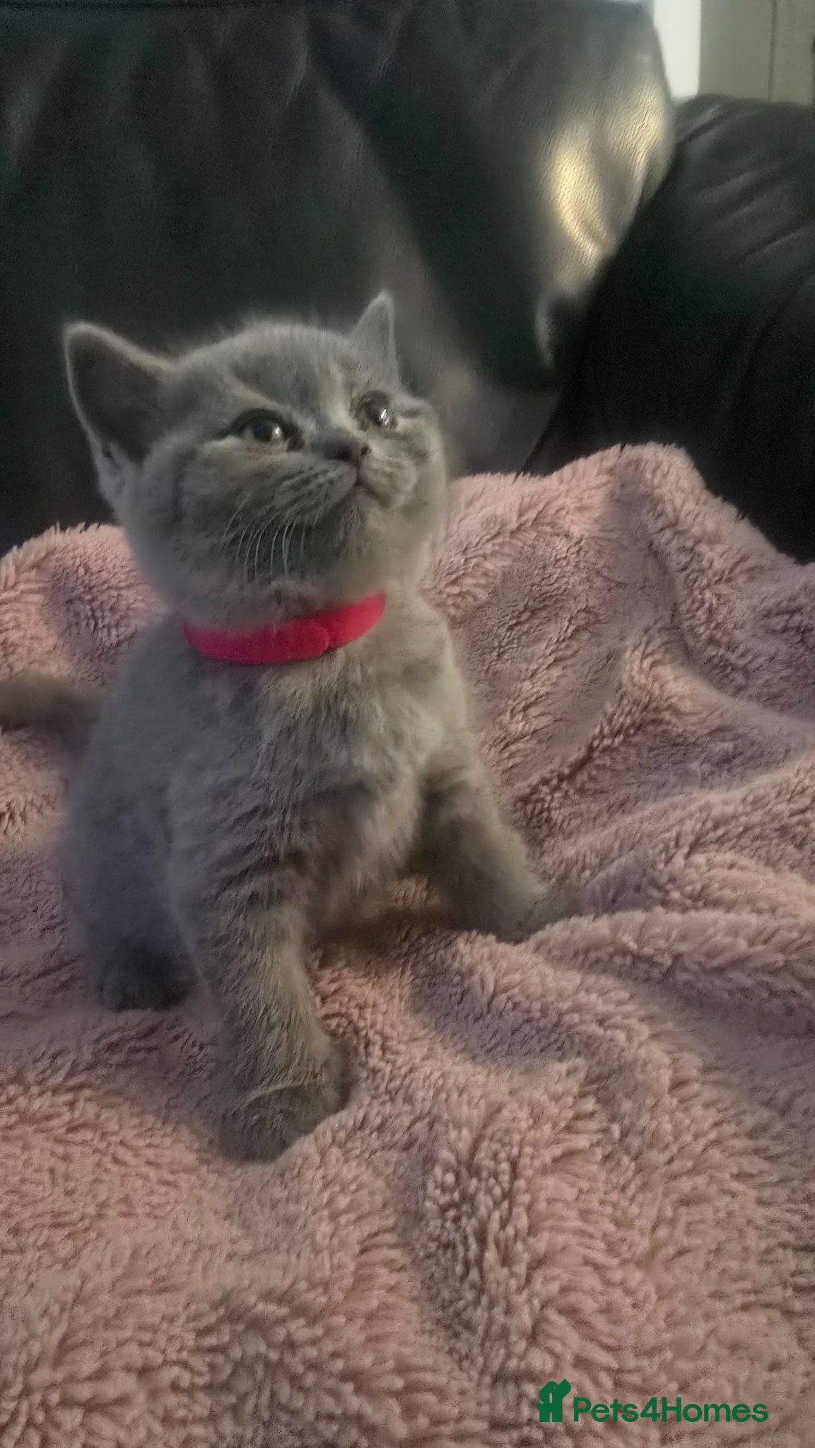 British Shorthair cats 5 British cats available - Advert 2