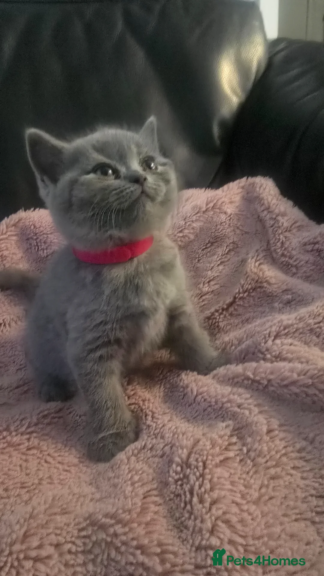 British Shorthair cats for sale: 5 British cats available - Advert 2