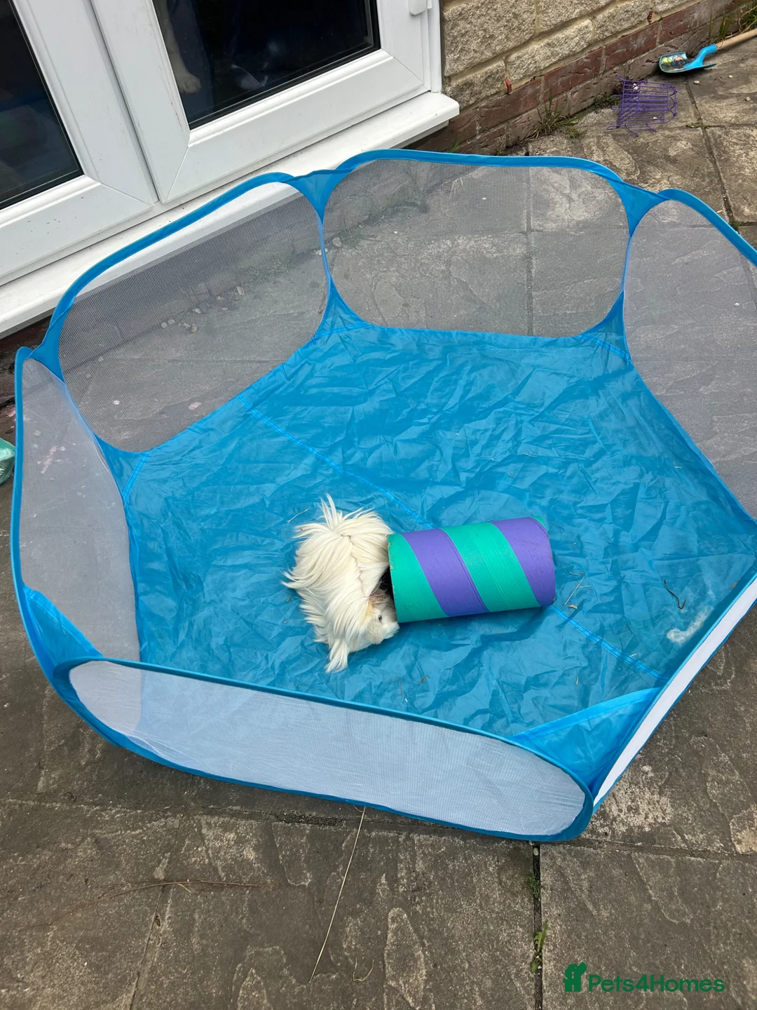 Guinea Pig rodents for sale: 2 long haired male guinea-pigs for sale  in Calne - Advert 9