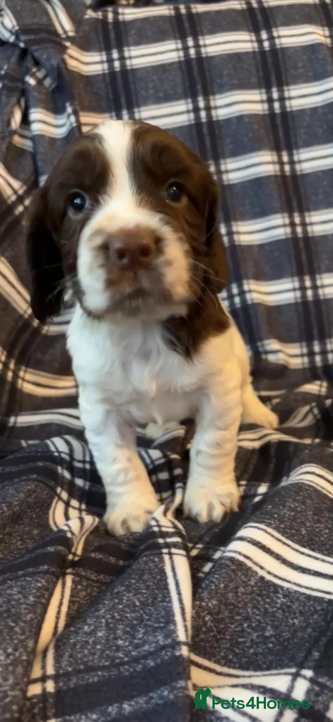 Cocker Spaniel dogs for sale: Cocker Spaniel Puppies - Ready soon 🐾 - Advert 24