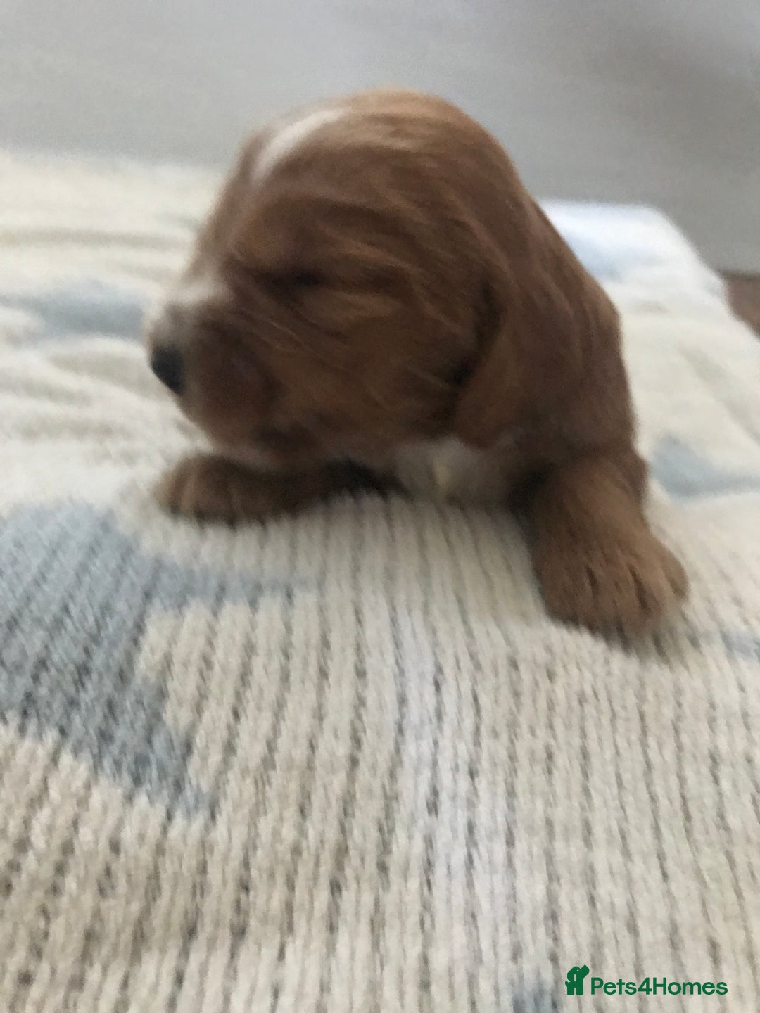 Mixed Breed dogs for sale: Health tested Australian Labradoodles - Image 8