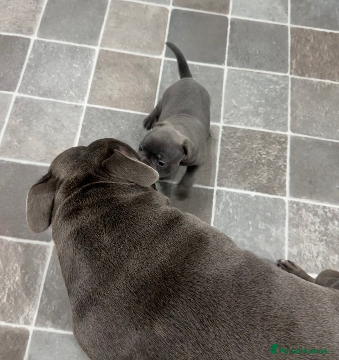 Staffordshire Bull Terrier dogs for sale: Blue Staffordshire Bull Terrier ready now  - Image 7