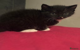 Ragdoll cats for sale: Kittens for sale  - Image 4