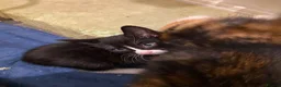 Mixed Breed cats for sale: Adorable kittens looking for their forever homes - Advert 9