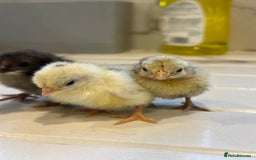Chickens poultry for sale: Serama x silkie chicks ultra soft, fluffy and tiny - Image 1