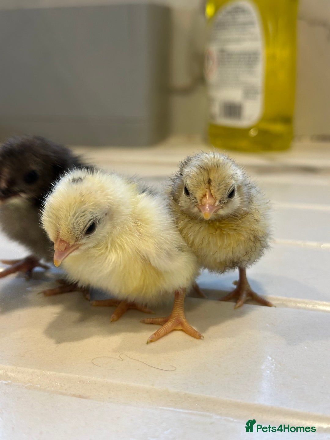 Chickens poultry for sale: Serama x silkie chicks ultra soft, fluffy and tiny - Image 1