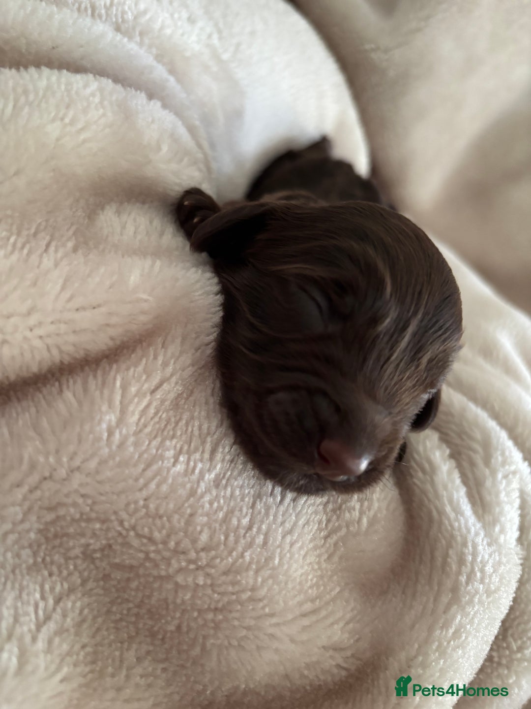 Cockapoo dogs for sale: Cockapoos puppies for sale *ready 19th feb* - Advert 23