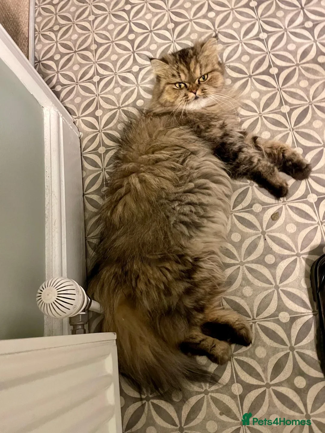 Persian cats for sale: SOLD .  - Advert 19