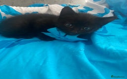 Mixed Breed cats for sale: Kittens Nottingham  - Image 12