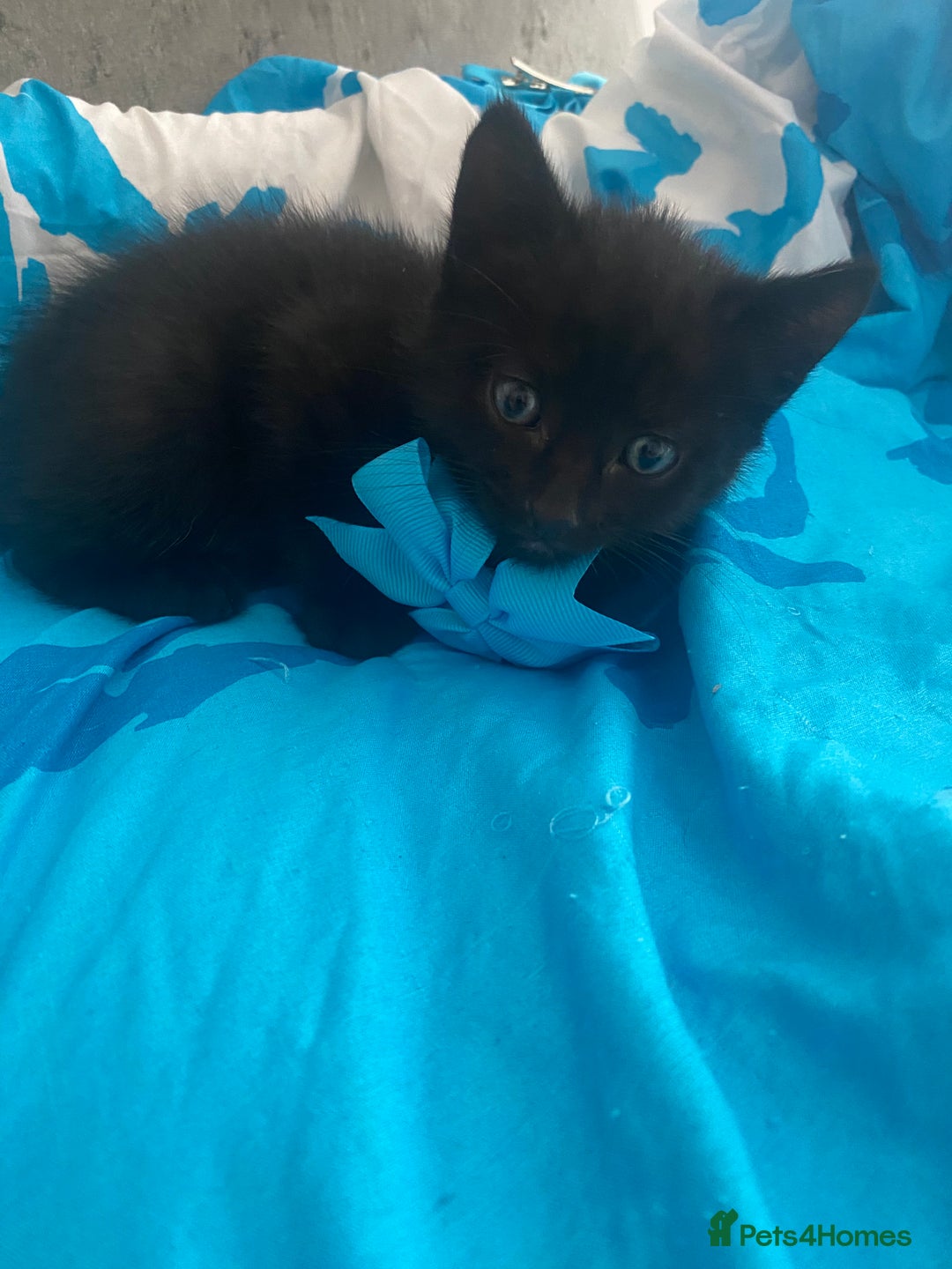 Mixed Breed cats for sale: Kittens Nottingham  - Image 12