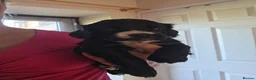 Cocker Spaniel dogs for sale: KC Cocker spaniel puppies - Advert 5