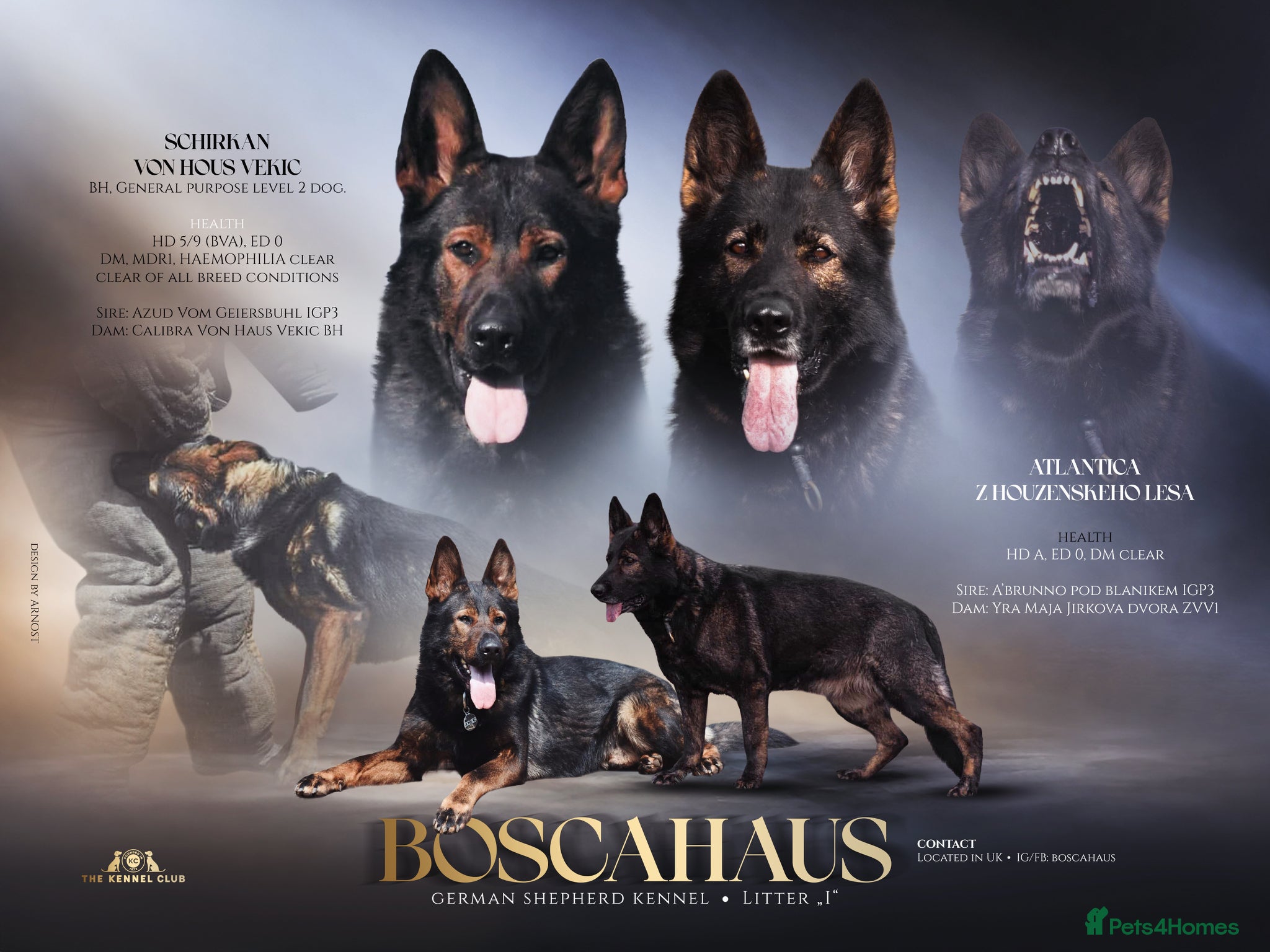 German Shepherd dogs Health tested Czech German shepherd puppies - Advert 4
