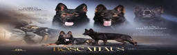 German Shepherd dogs for sale: Health tested Czech German shepherd puppies - Advert 1