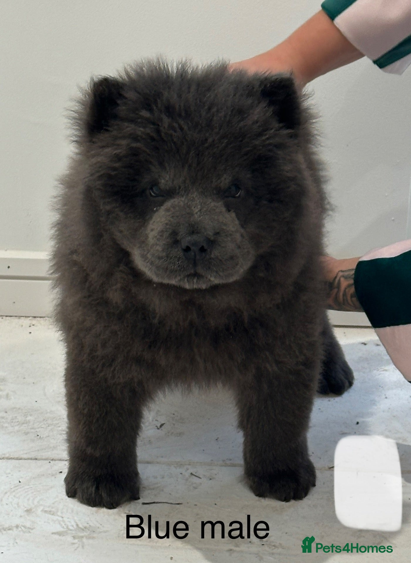 Chow Chow dogs Beautiful Chow Chow puppies  - Advert 3