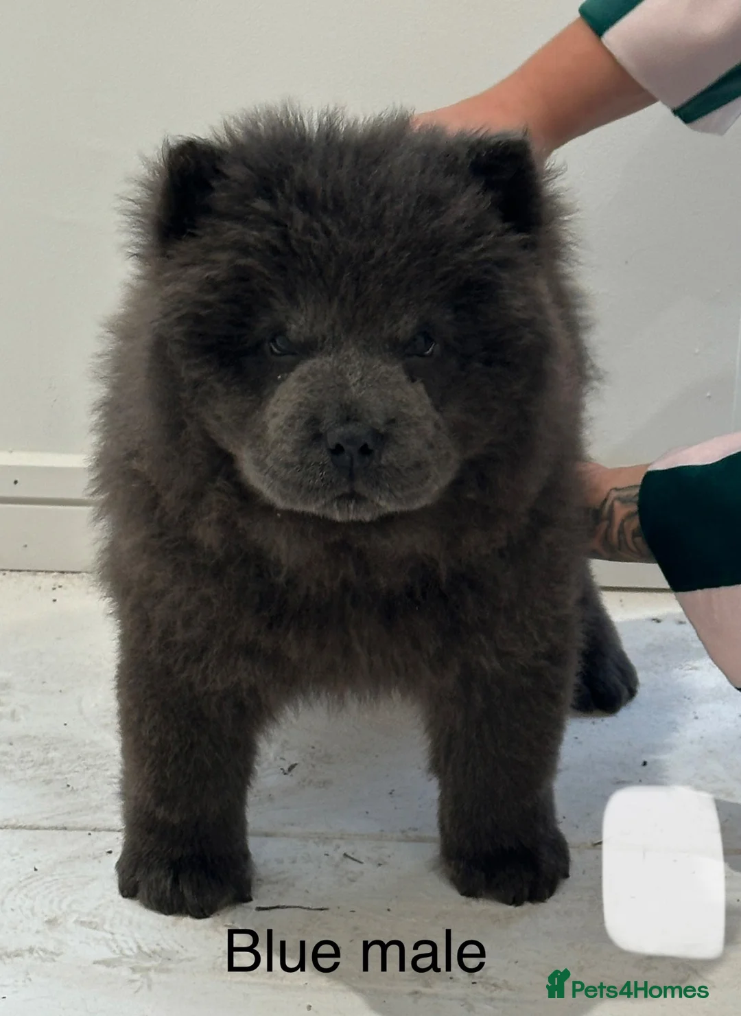 Chow Chow dogs for sale: Beautiful Chow Chow puppy - Advert 1