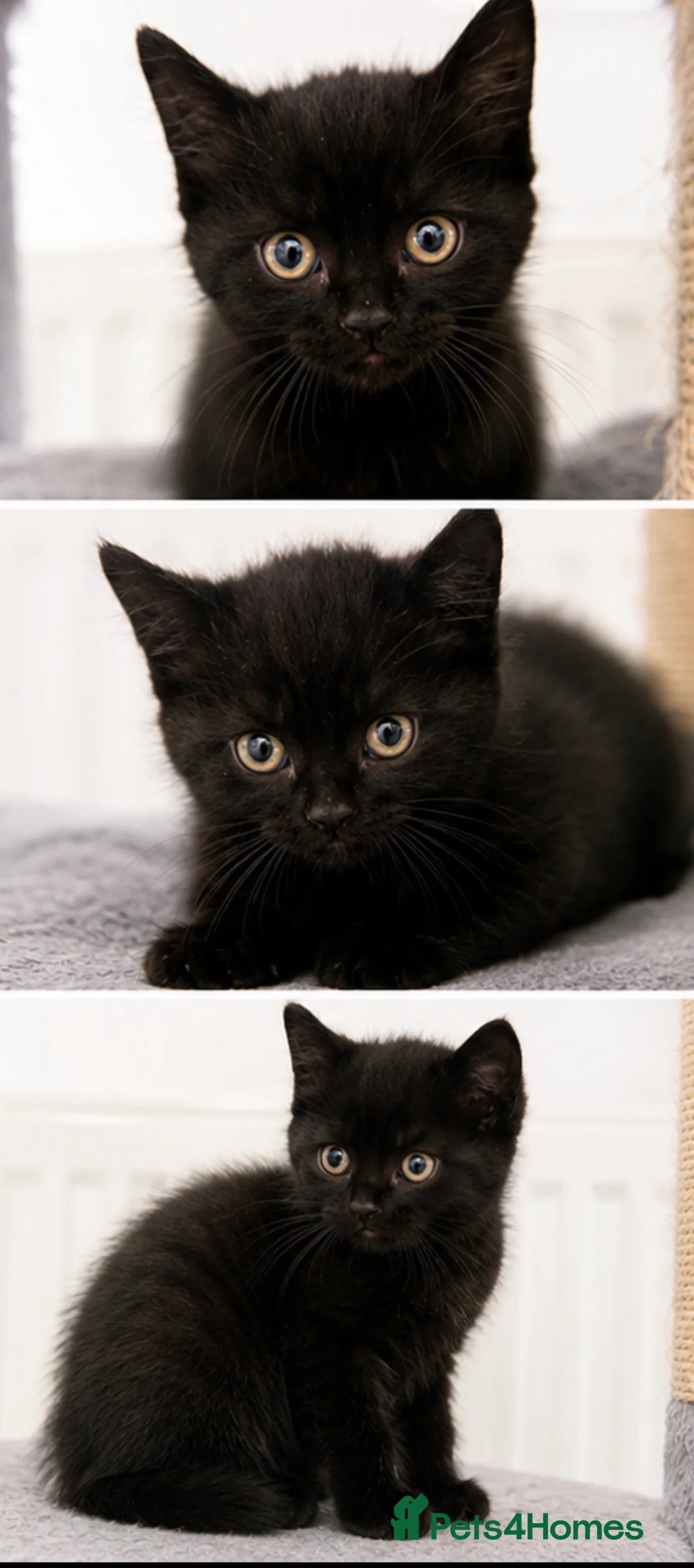 Mixed Breed cats for sale: Stunning Black “Mini Panther” Kittens  - Advert 2