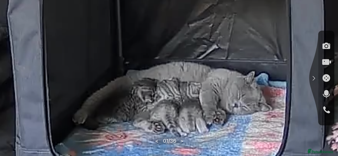 British Shorthair cats for sale: BSH Male Tripod Kitten  - Image 8